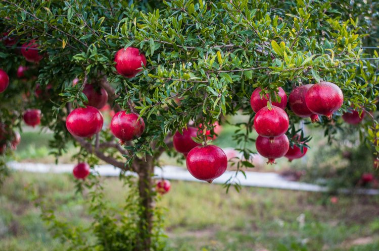 Pomegranate WonderFul Variety Pomegranate WonderFul Variety