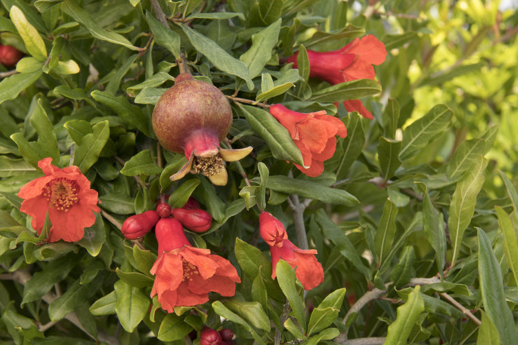 Pomegranate WonderFul Variety Pomegranate WonderFul Variety