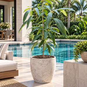 Mango Tree Juicy Peach Varierty Grafted