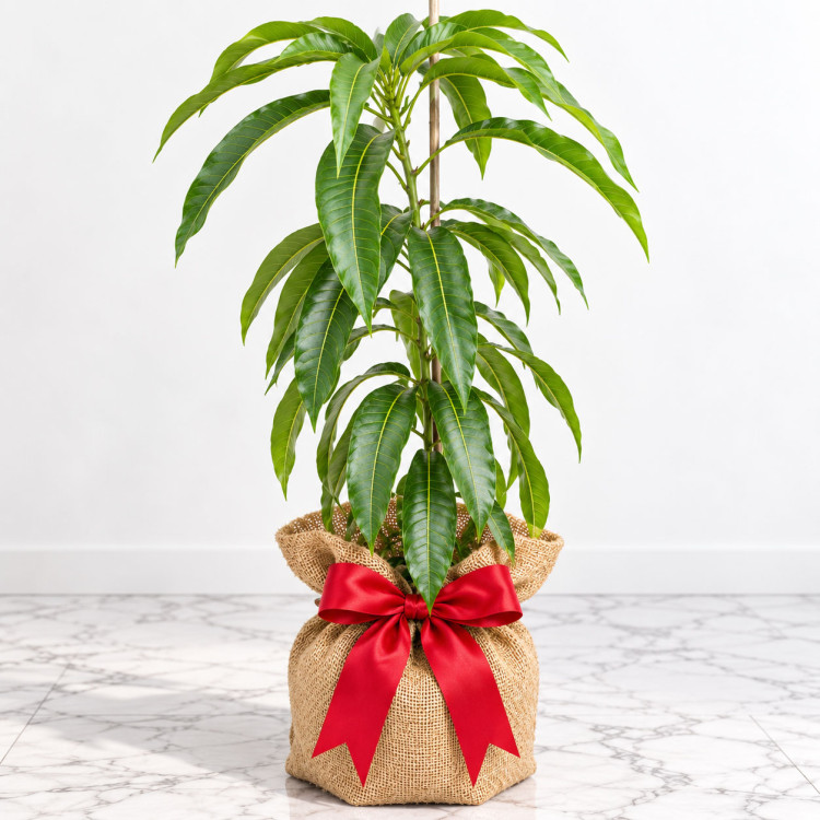 Mango Tree Juicy Peach Varierty Grafted