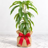 Mango Tree Juicy Peach Varierty Grafted Mango Tree Juicy Peach Varierty Grafted