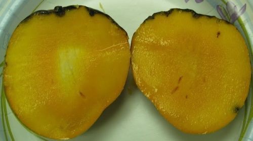 Juicy Peach Mango Fruit