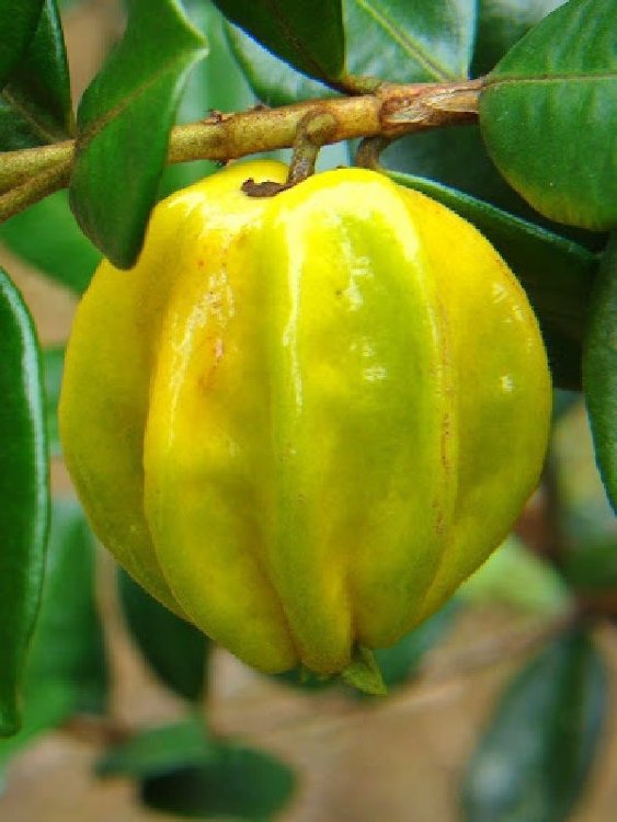 Star Cherry Pitangatuba fruit Star Cherry Pitangatuba fruit