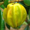 Star Cherry Pitangatuba fruit