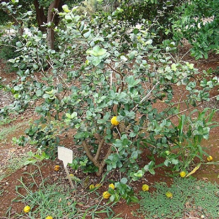 Star Cherry Pitangatuba tree Star Cherry Pitangatuba tree