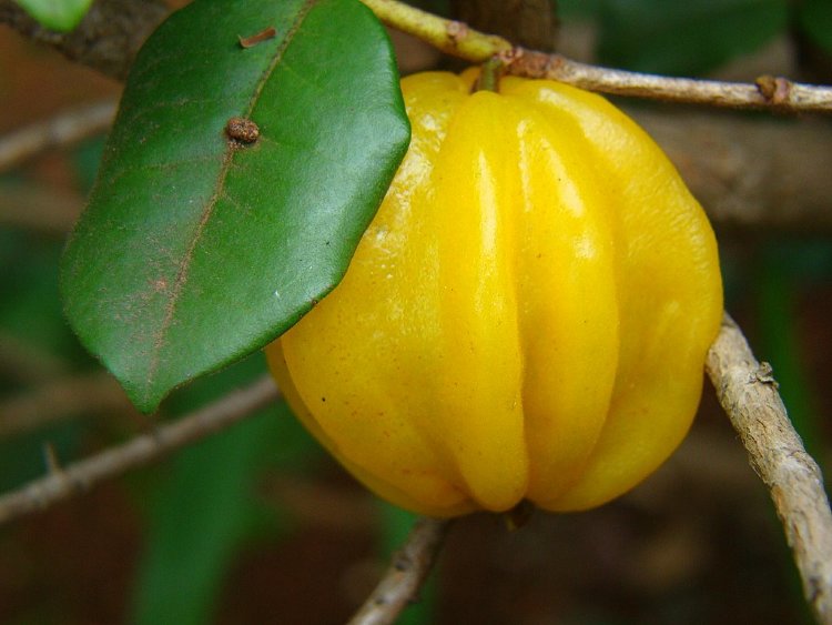 Star Cherry Pitangatuba fruit Star Cherry Pitangatuba fruit