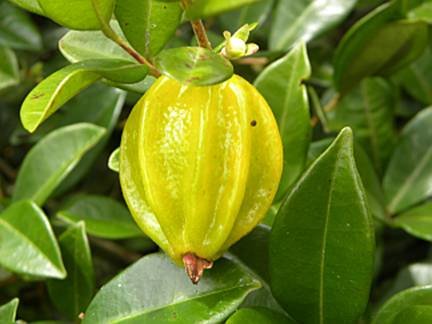 Star Cherry Pitangatuba fruit Star Cherry Pitangatuba fruit