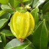 Star Cherry Pitangatuba fruit