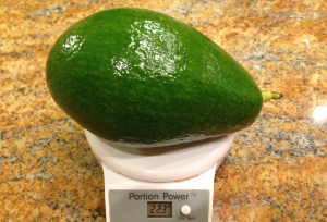 Avocado Utuado Dwarf Variety