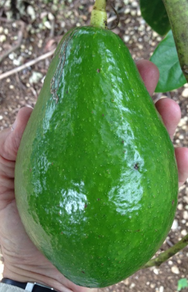 Avocado Utuado Dwarf Variety Avocado Utuado Dwarf Variety