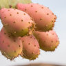 Prickly Pear/Tuna Plant