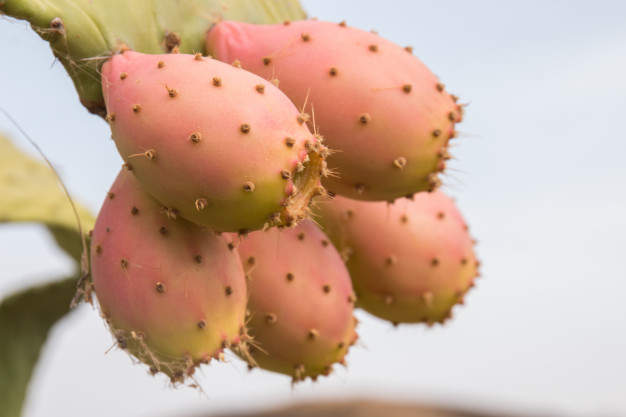 prickly pear in spanish tuna