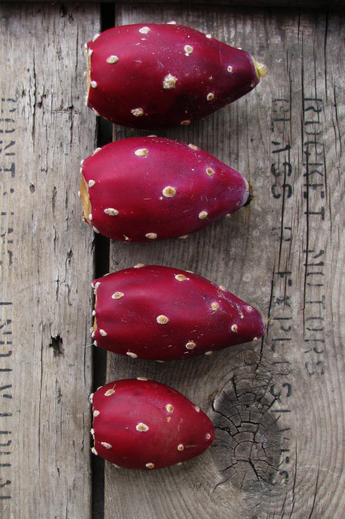 Prickly Pear Fruit Prickly Pear Fruit