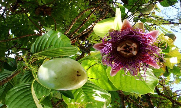 Granadilla Fruit and Flower