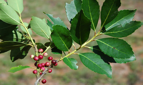 Yerba Mate Tree "Drink of the Gods"