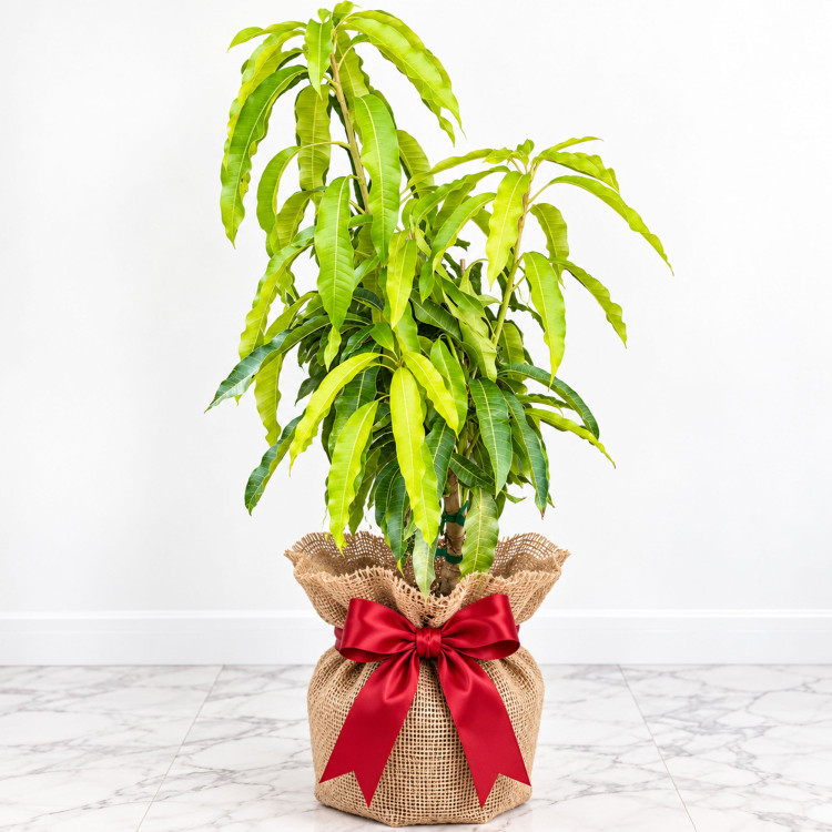 Mango Tree Orange Essence Designer Variety Grafted