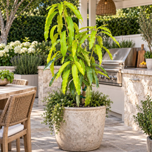 Mango Tree Orange Essence Designer Variety Grafted