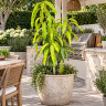 Mango Tree Orange Essence Designer Variety Grafted