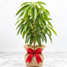 Mango Tree Mallika Semi-Dwarf Variety Grafted