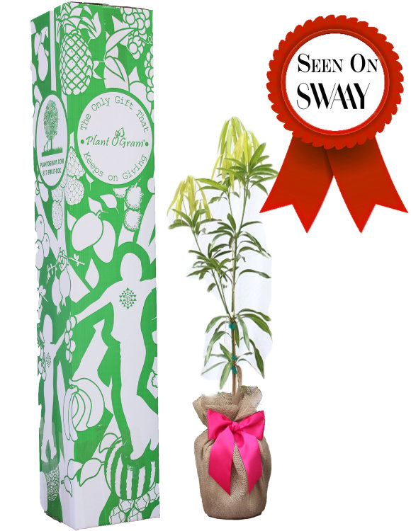 Mango Tree Cotton Candy Designer Variety Grafted Mango Tree Cotton Candy Designer Variety Grafted
