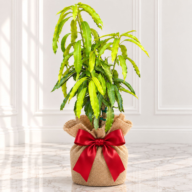 Mango Tree Cotton Candy Designer Variety Grafted