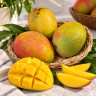 Mango Tree Cotton Candy Designer Variety Grafted Mango Tree Cotton Candy Designer Variety Grafted