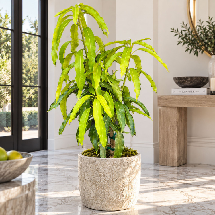 Mango Tree Cotton Candy Designer Variety Grafted