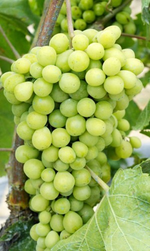 Grape Vine Lake Emerald Gem Green Variety