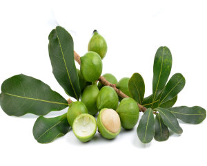 Macadamia Nut Tree Air-Layered