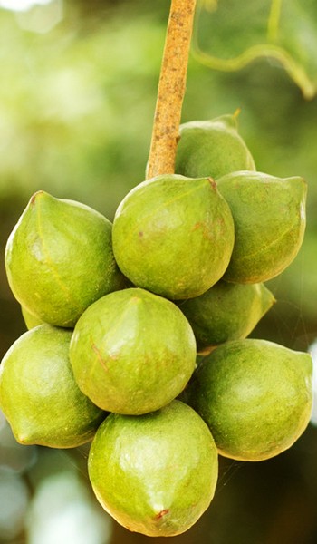 Macadamia Nut Fruit Macadamia Nut Fruit