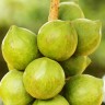 Macadamia Nut Fruit