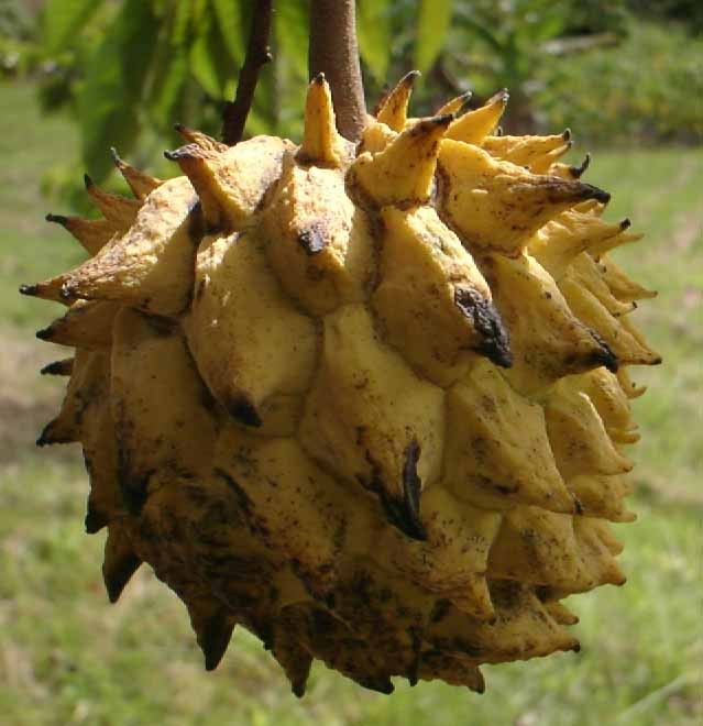 Rollinia2.jpg Rollinia2.jpg