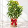 Mango Tree Honey Kiss Designer Variety Grafted