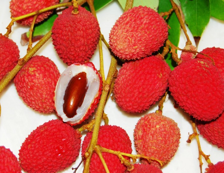 Lychee Tree Brewster Variety Air-Layered 