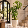 Mango Tree Ambrosia Designer Variety Grafted Mango Tree Ambrosia Designer Variety Grafted