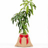 Mango Tree Ambrosia Designer Variety Grafted Mango Tree Ambrosia Designer Variety Grafted