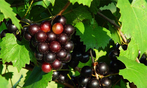 Purple Muscadine Grape