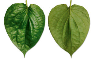 Paan/Betel Leaf Vine
