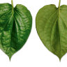 Paan Leaf