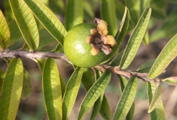 Dwarf Guava 2.jpg Dwarf Guava 2.jpg