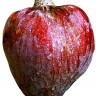 Red Custard Apple Fruit