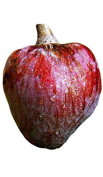 apple custard fruit