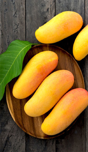 Mango Tree Maha Chanook Rare Variety Grafted