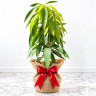 Mango Tree Maha Chanook Rare Variety Grafted Mango Tree Maha Chanook Rare Variety Grafted