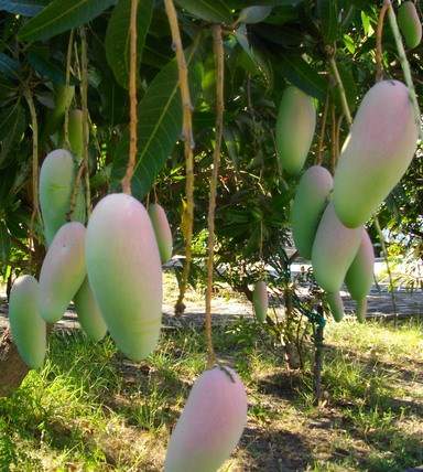 Semi Dwarf Mango Tree Varieties