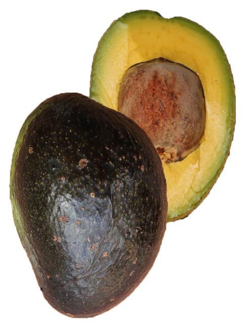 Oro Negro Avocado Oro Negro Avocado