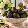 Avocado Tree Oro Negro Variety Grafted
