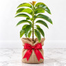 Avocado Tree Oro Negro Variety Grafted