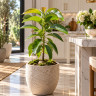 Avocado Tree Oro Negro Variety Grafted