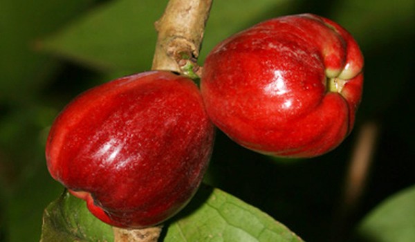 Malay Apple Fruit